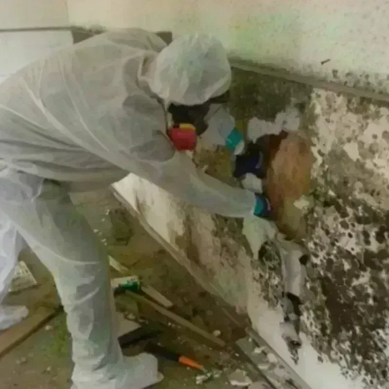 Mold Remediation and Removal in Weld County, CO